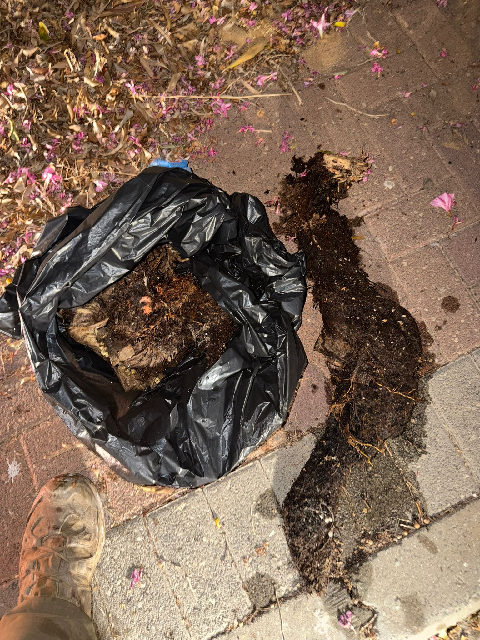 פינוי שורשים מהביוב - תמונה 2